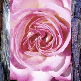 stones & roses